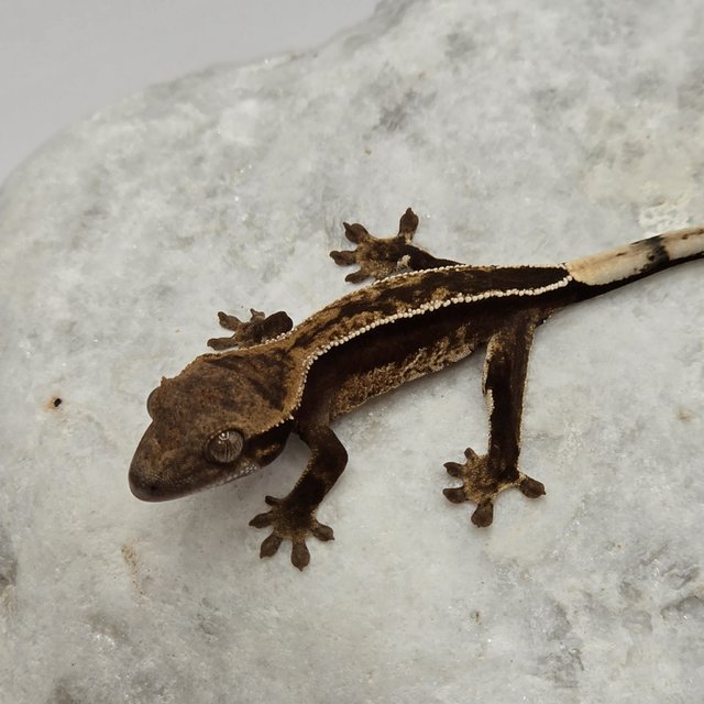 풀핀 다크 슈퍼스트라이프 엠티백 화이트핀