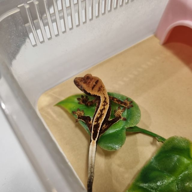 풀핀 다크 엠티백