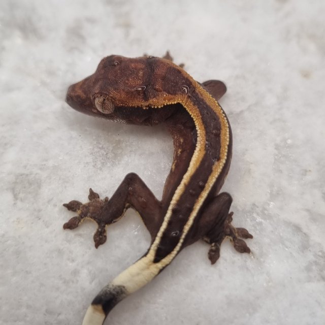 다크 풀핀 슈퍼스트라이프 엠티백