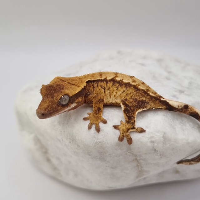 텐저린 트라이 익스트림할리퀸