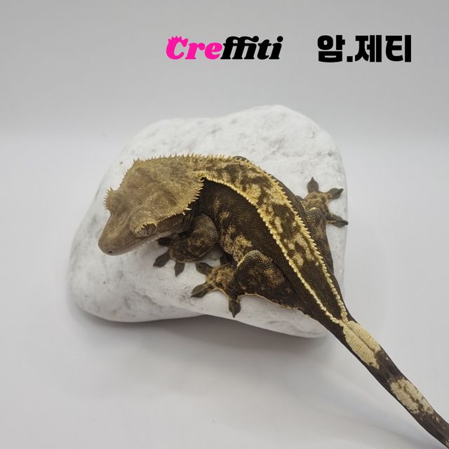 다크 풀핀 쿼드 엠티백