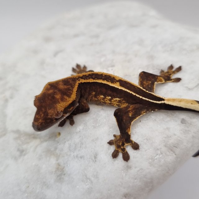 블랙 풀핀 슈퍼스트라이프 엠티백