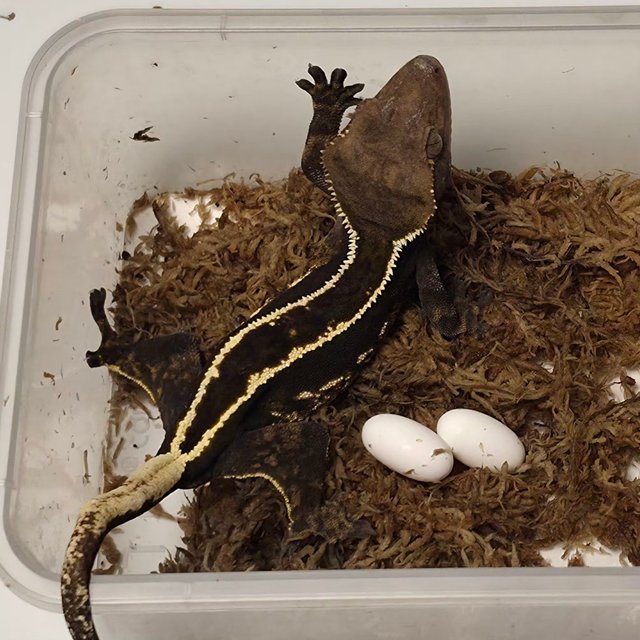 다크 풀핀 엠티백