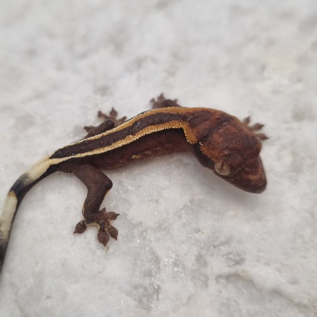 다크 풀핀 슈퍼스트라이프 엠티백