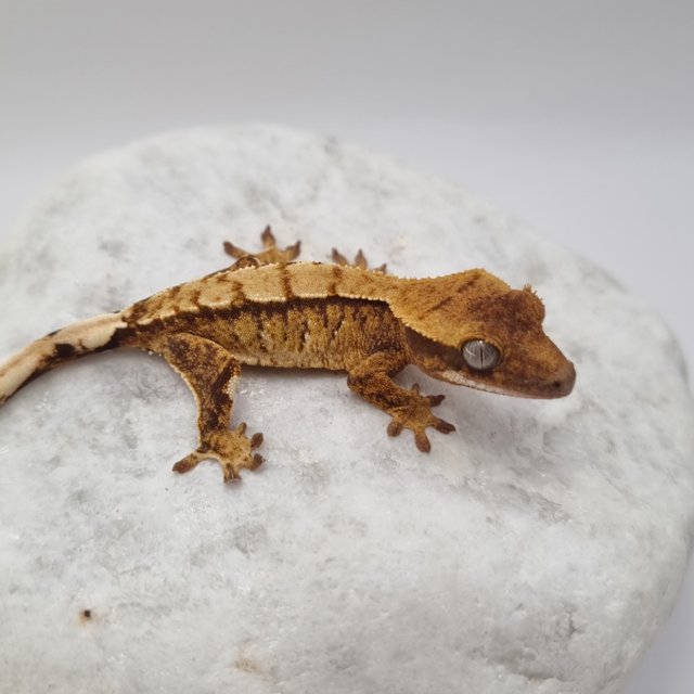 텐저린 트라이 익스트림할리퀸