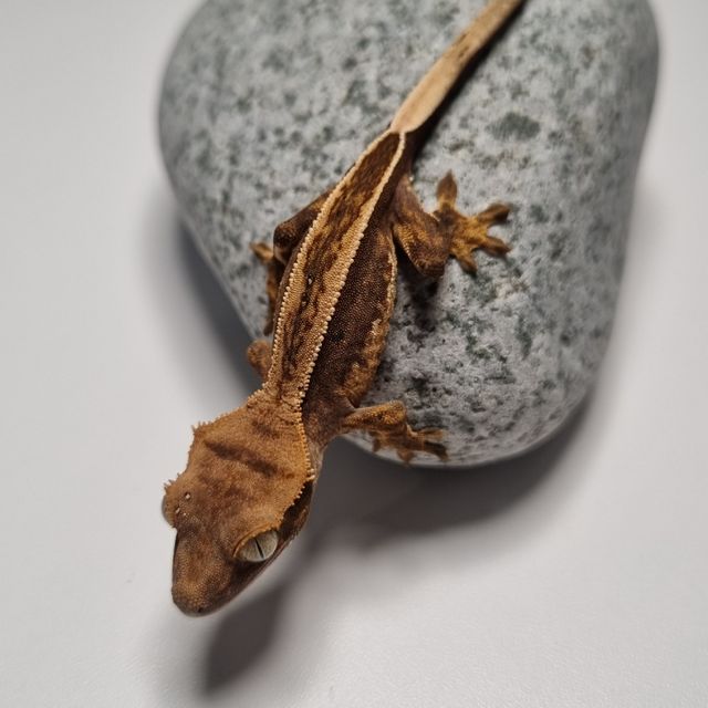풀핀 로키 다크 엠티백