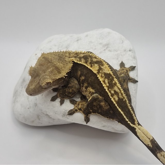 다크 풀핀 쿼드 엠티백