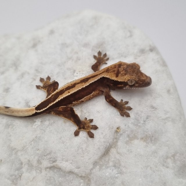 다크 풀핀 슈퍼스트라이프 화이트핀