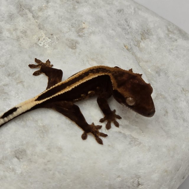 다크 풀핀 슈퍼스트라이프 엠티백