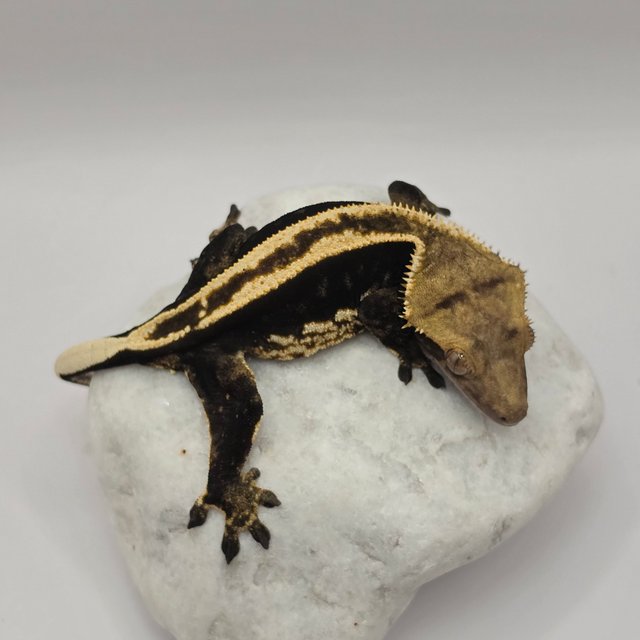 블랙 핀스트라이프 슈퍼스트라이프 엠티백