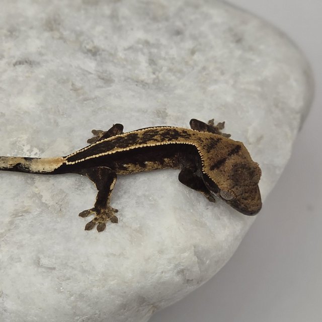 다크 풀핀 엠티백