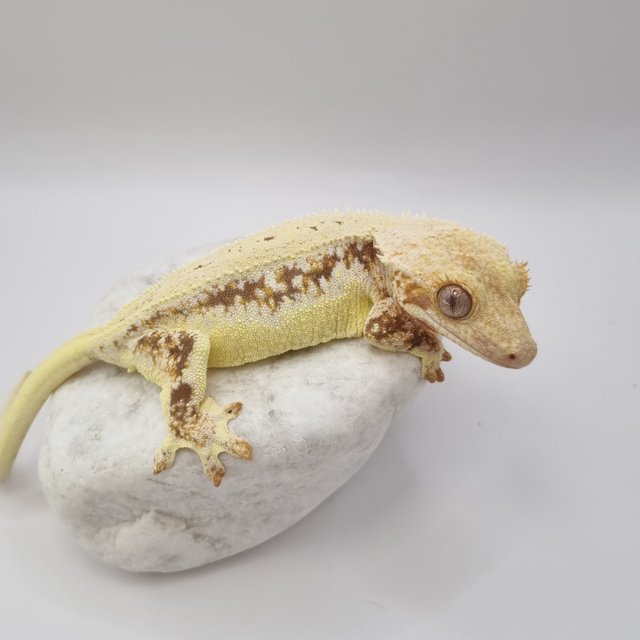 레드 릴리화이트