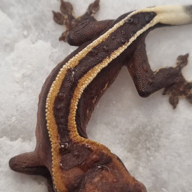 다크 풀핀 슈퍼스트라이프 엠티백