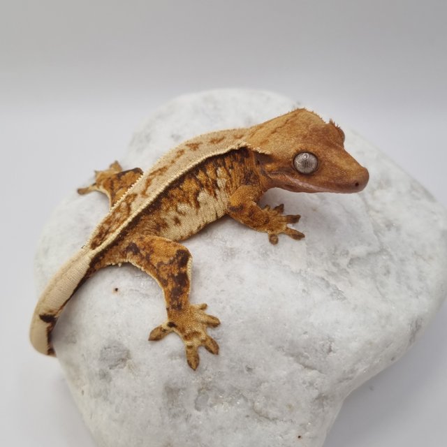 노멀 텐저린 풀핀 쿼드 드리피 화이트스팟