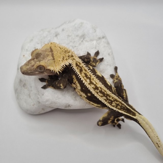 블랙 풀핀 엠티백 오닉스