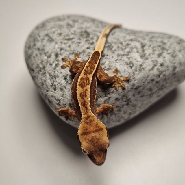 로키 다크 풀핀 쿼드 엠티백