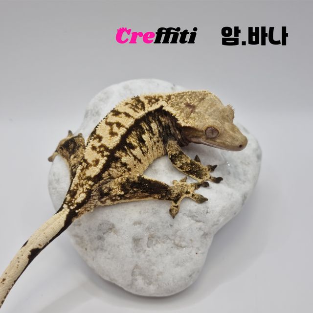 바브 텐저린 트라이 익스트림할리퀸