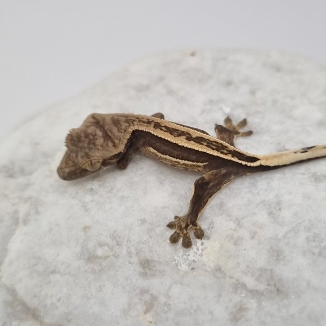 블랙 풀핀 쿼드 슈퍼스트라이프 엠티백