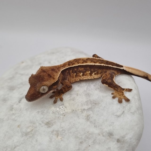 풀핀 텐저린 트라이