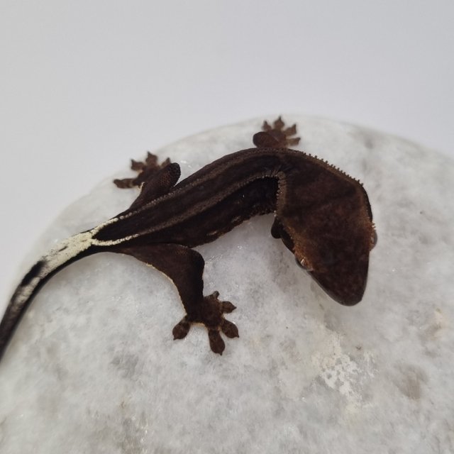 블랙 팬텀 화이트핀 슈퍼스트라이프 엠티백