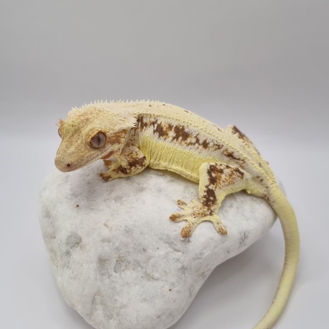 레드 릴리화이트