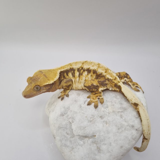 텐저린 트라이 익스트림할리퀸 화이트포트홀