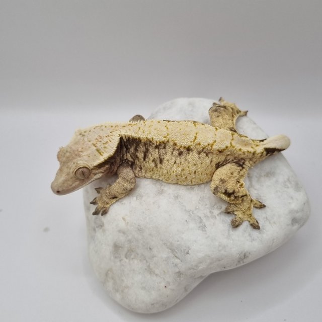 드리피 트라이 화이트스팟 화이트