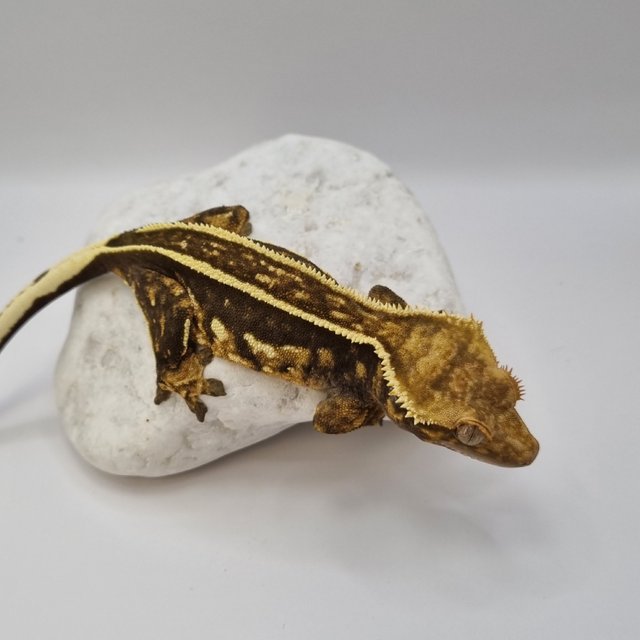 다크 핀스트라이프 슈퍼스트라이프 엠티백