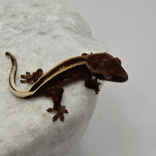 다크 풀핀 슈퍼스트라이프 엠티백