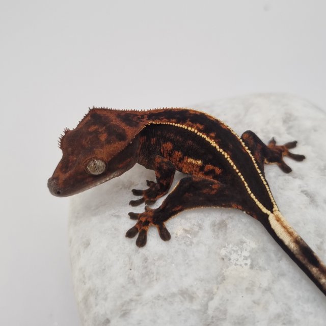 로키 다크 풀핀 슈퍼스트라이프 엠티백