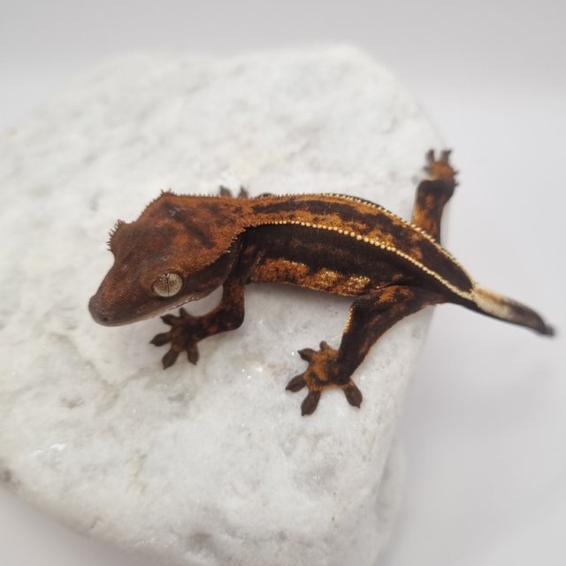 로키 다크 풀핀 슈퍼스트라이프 엠티백