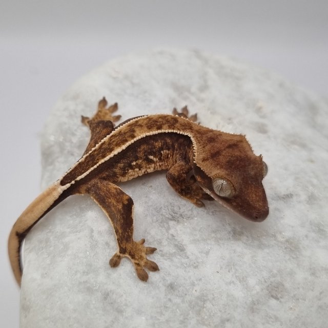 풀핀 텐저린 트라이