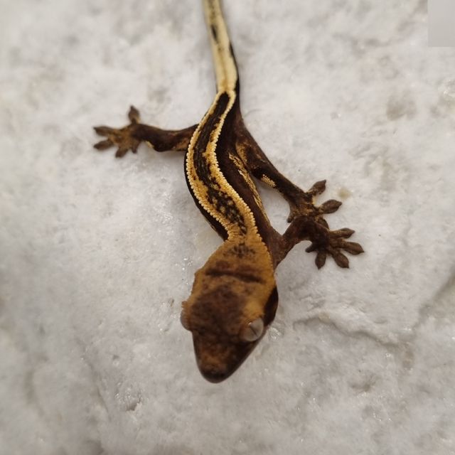 오닉스 다크 풀핀 엠티백