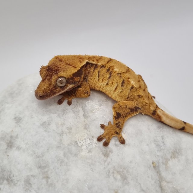 노멀 트라이 익스트림할리퀸