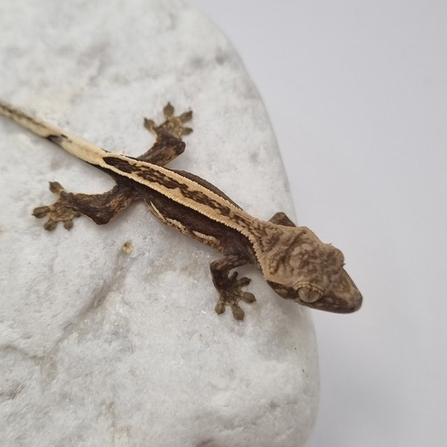 블랙 풀핀 쿼드 슈퍼스트라이프 엠티백