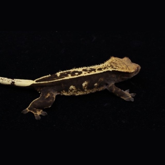 블랙 핀스트라이프 엠티백