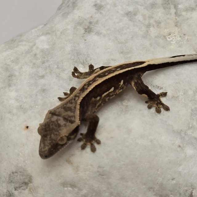 블랙 화이트 풀핀 엠티백