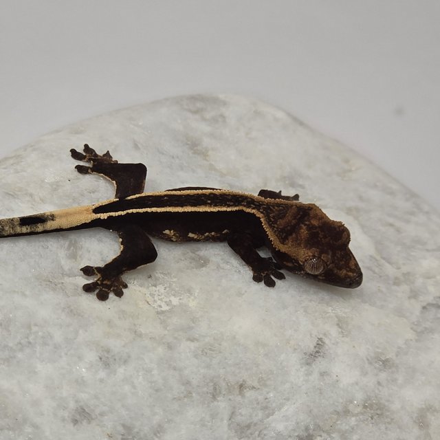 블랙 핀스트라이프 슈퍼스트라이프 엠티백