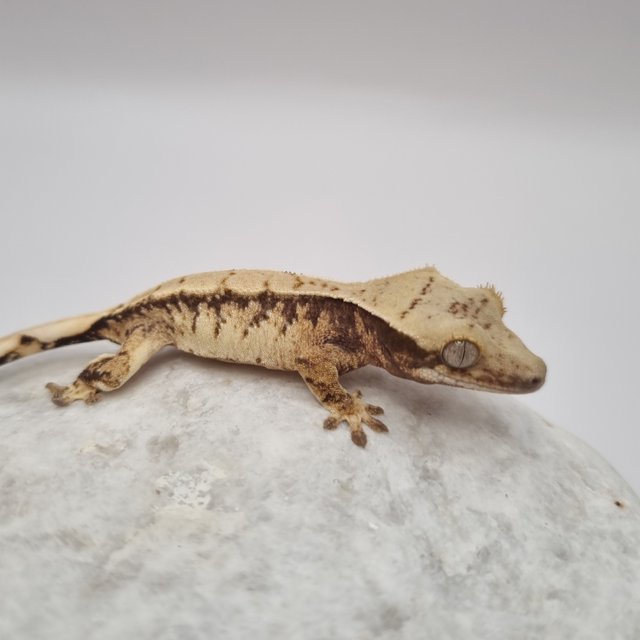 노멀 드리피 화이트스팟 익스트림할리퀸 화이트