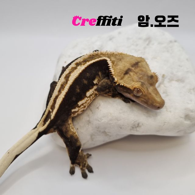 오닉스 블랙 슈퍼스트라이프