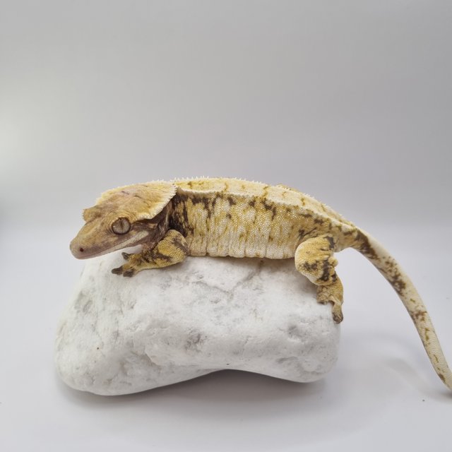 트라이 드리피 화이트스팟 익스트림할리퀸