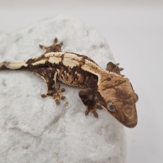 세이블
