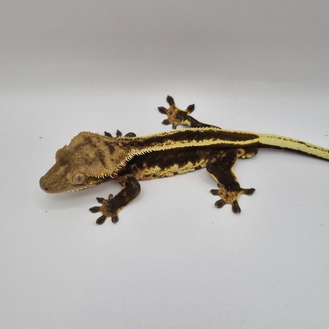 다크 풀핀 쿼드 슈퍼스트라이프 엠티백 팬텀