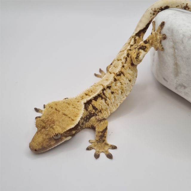 트라이 드리피 화이트스팟