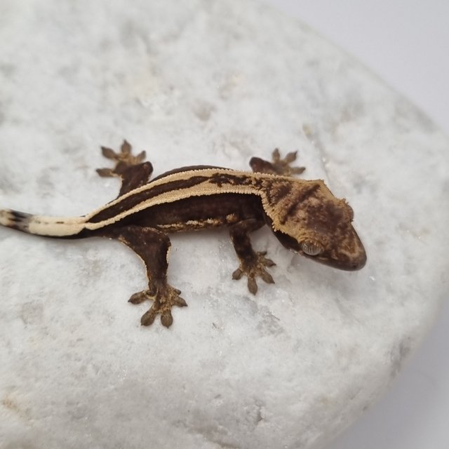 블랙 화이트 풀핀 슈퍼스트라이프 엠티백