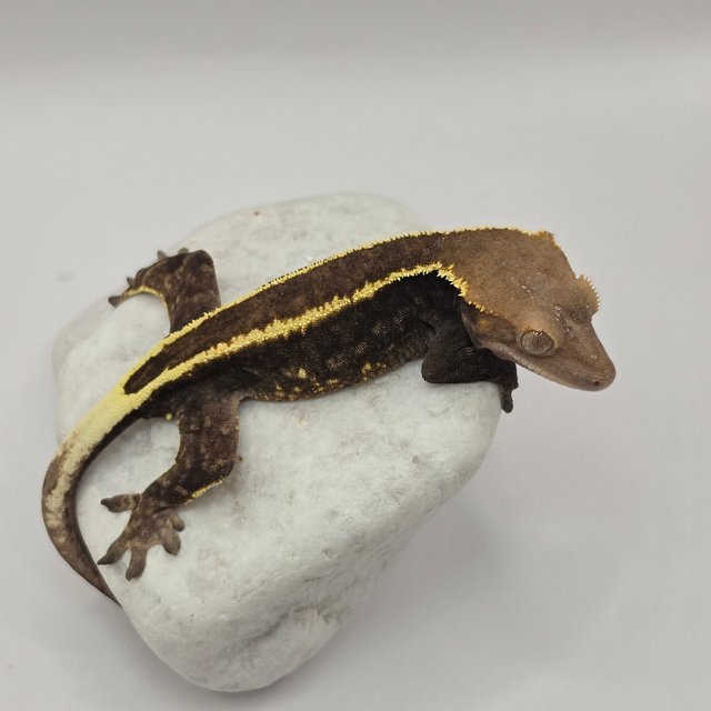 다크 풀핀 카푸치노