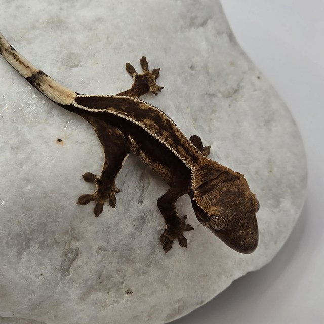 풀핀 다크 슈퍼스트라이프 엠티백 화이트핀