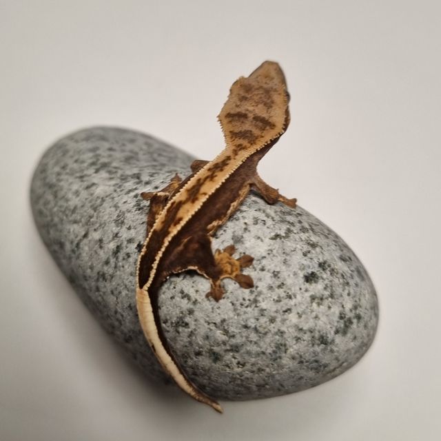 로키 다크 풀핀 엠티백