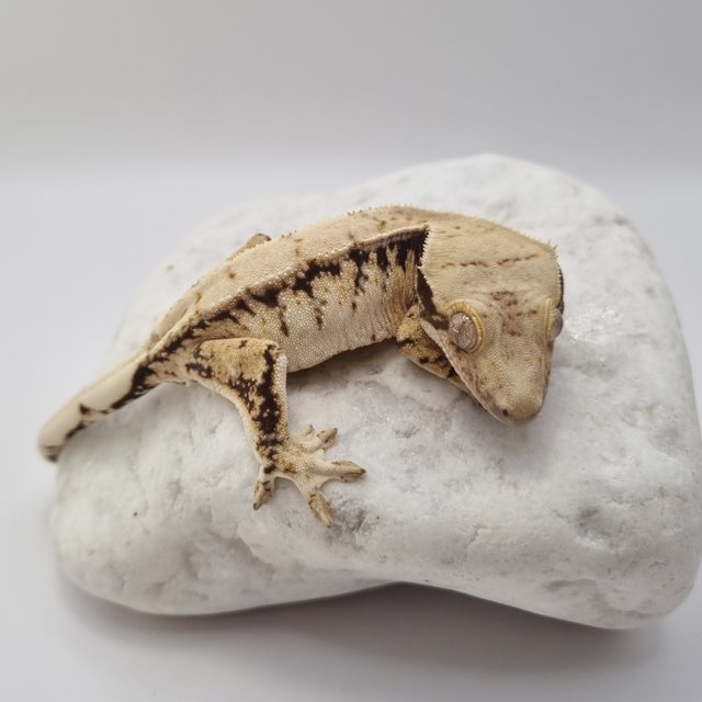 노멀 드리피 화이트스팟 익스트림할리퀸 화이트