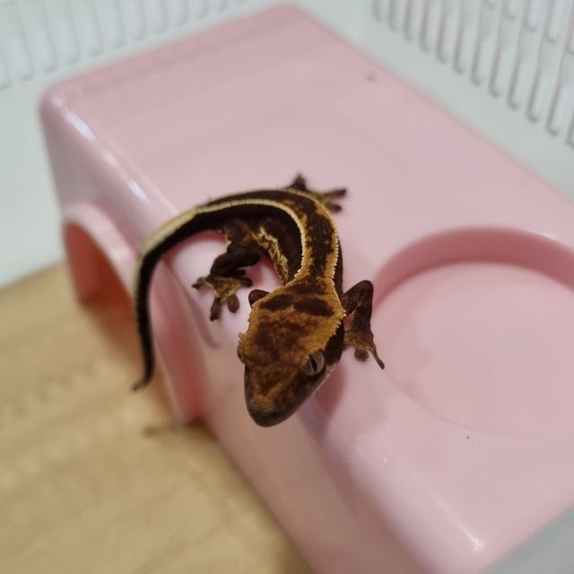 로키 슈퍼스트라이프 다크 엠티백 풀핀